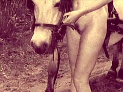 Antik King Horse Porn - Hiburan Video seks grstis / TUBEV.SEX id